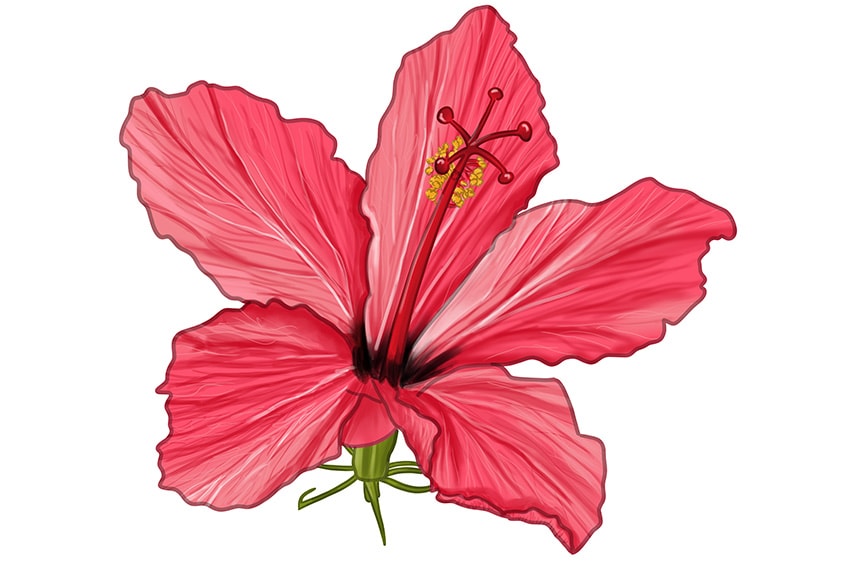 realistic hibiscus flower drawing