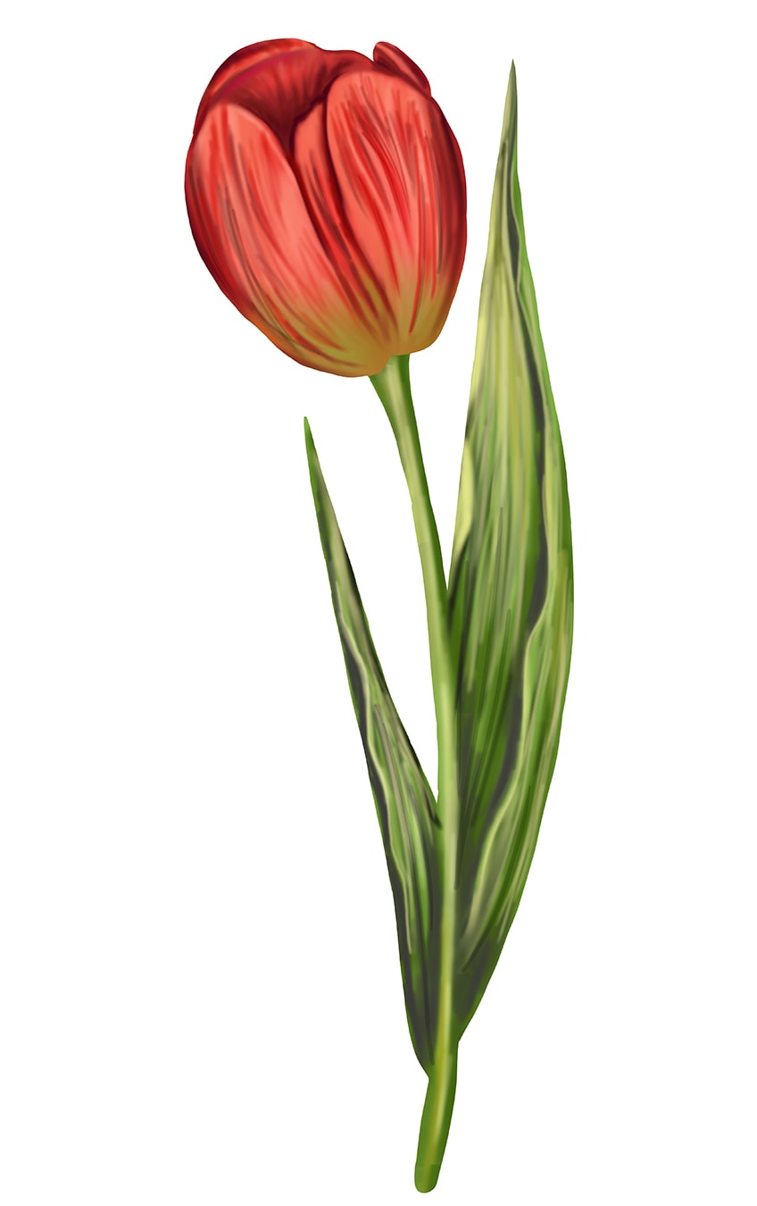 tulip outline