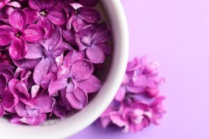 Lilac Color Exploring Lilac Purple And The Colors That Go With It lilac-color-exploring-lilac-purple-and-the-colors-that-go-with-it