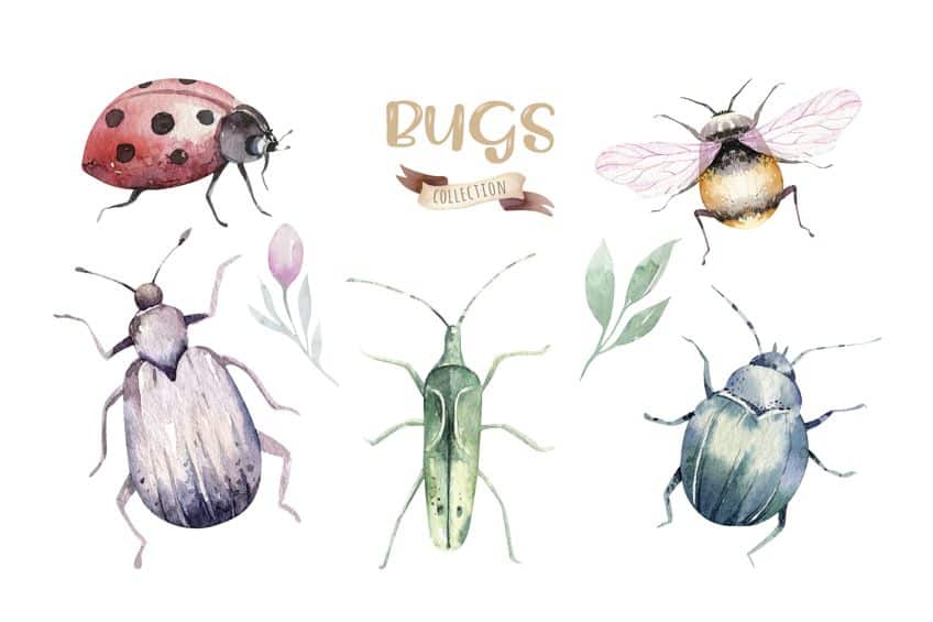 Bug Drawing Challenges