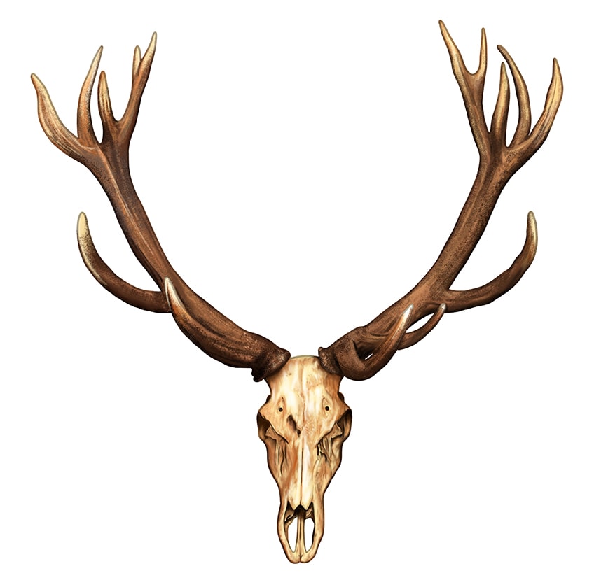 Deer Skull Drawing 11