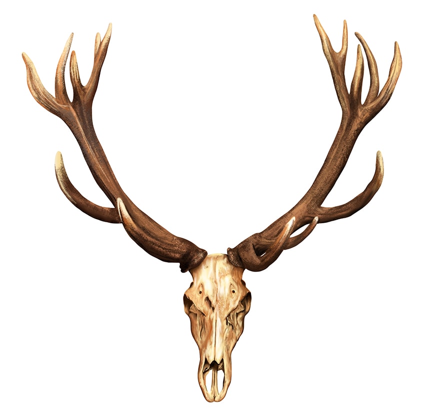 Deer Skull Drawing 12