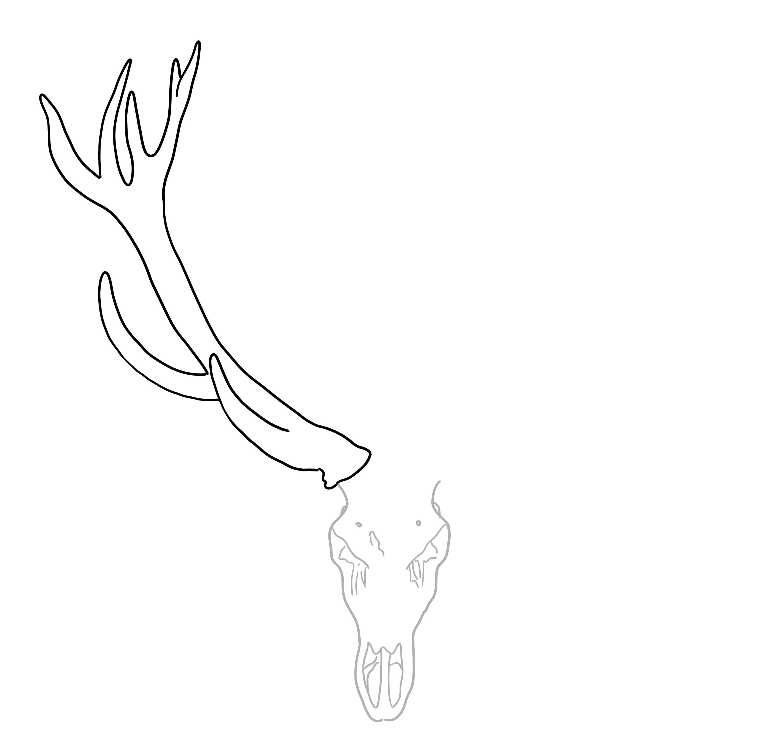 Deer Skull Drawing 2