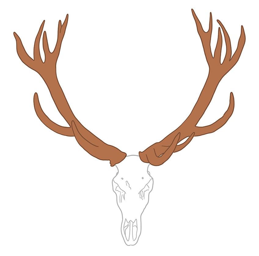Deer Skull Drawing 4