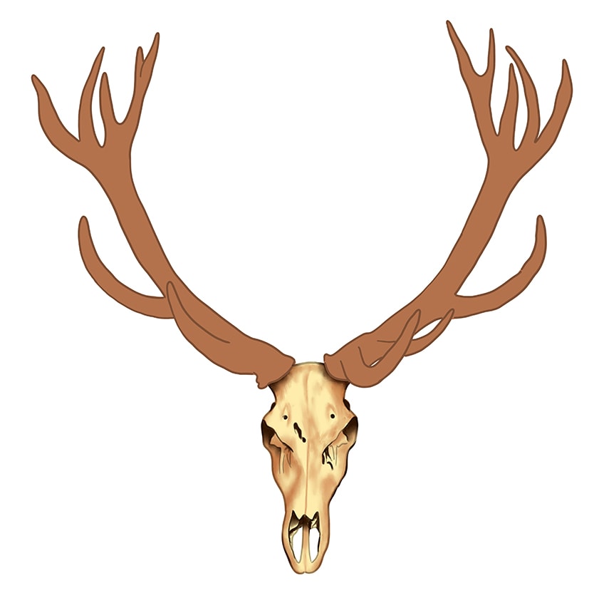 Deer Skull Drawing 6