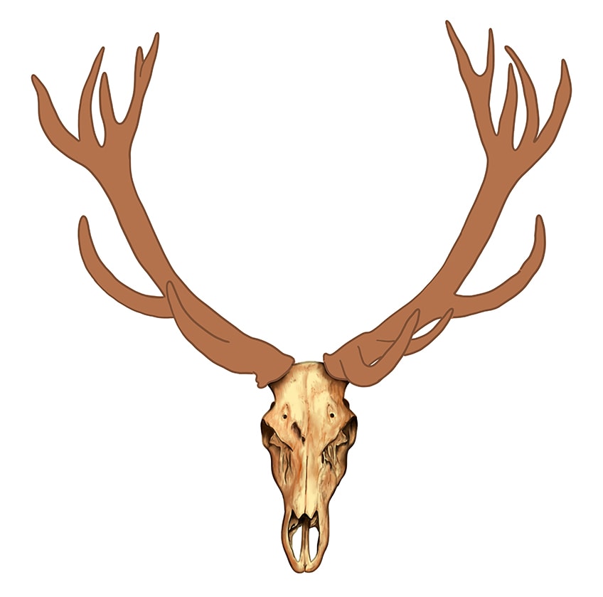 Deer Skull Drawing 7