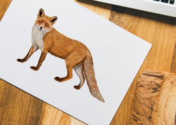 How to draw a Fox