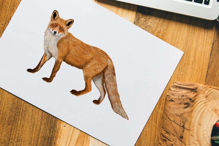 How to Draw a Fox – A Guide to Creating Your Own Realistic Fox Drawing