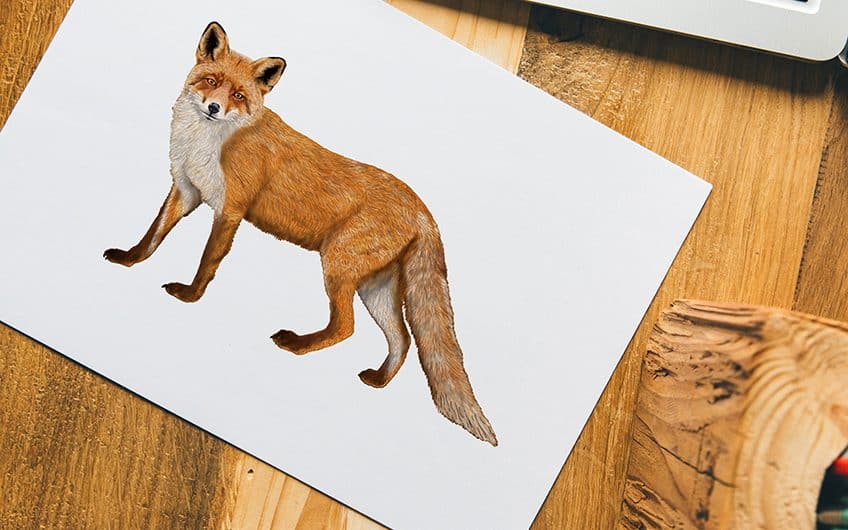 How to draw a Fox