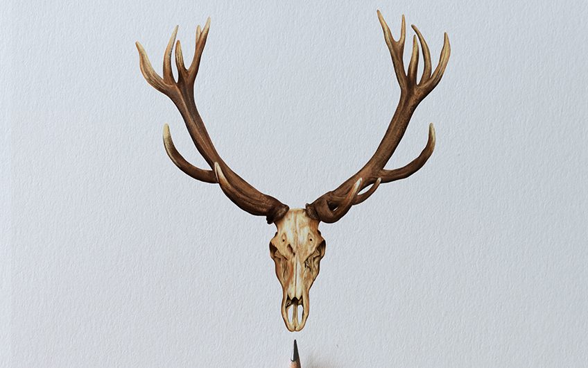 How to Draw a Deer Skull A Realistic Deer Skull Drawing Tutorial