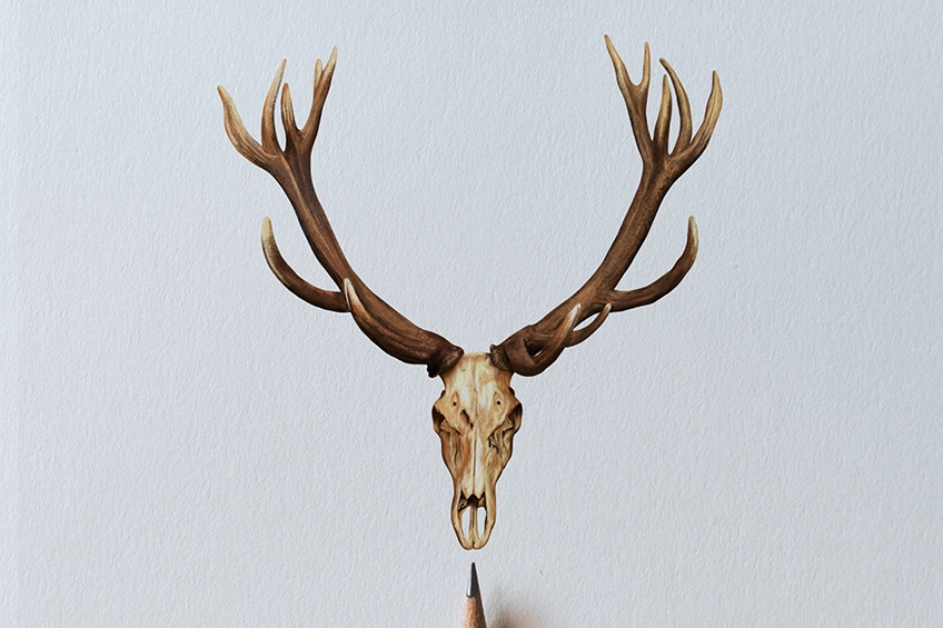 How to draw a deer skull