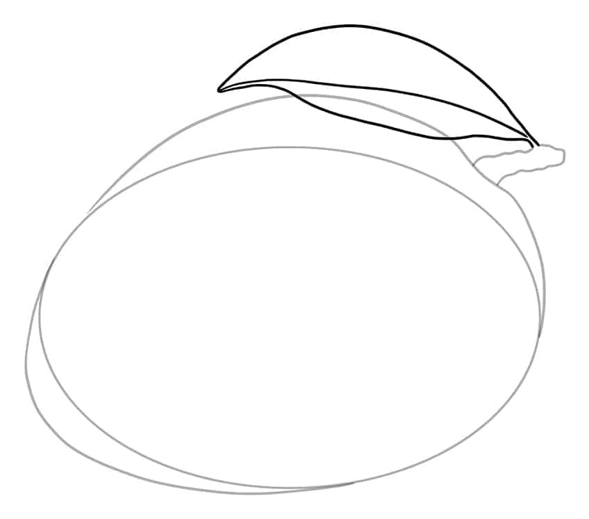 Mango Drawing 4