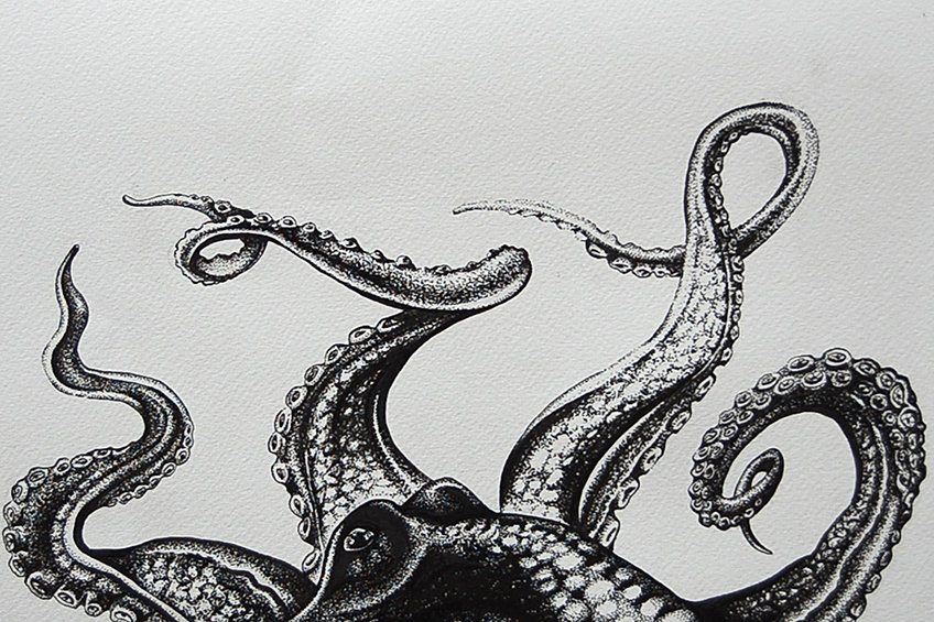 Octopus Drawing 12
