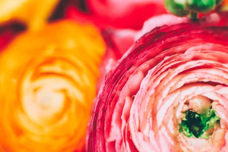 What Colors Go With Pink? Best Colors That Complement Pink