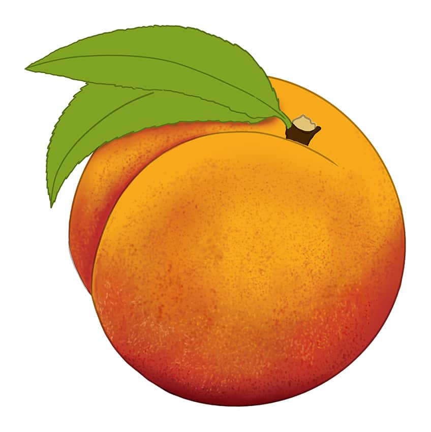 Peach Drawing 10