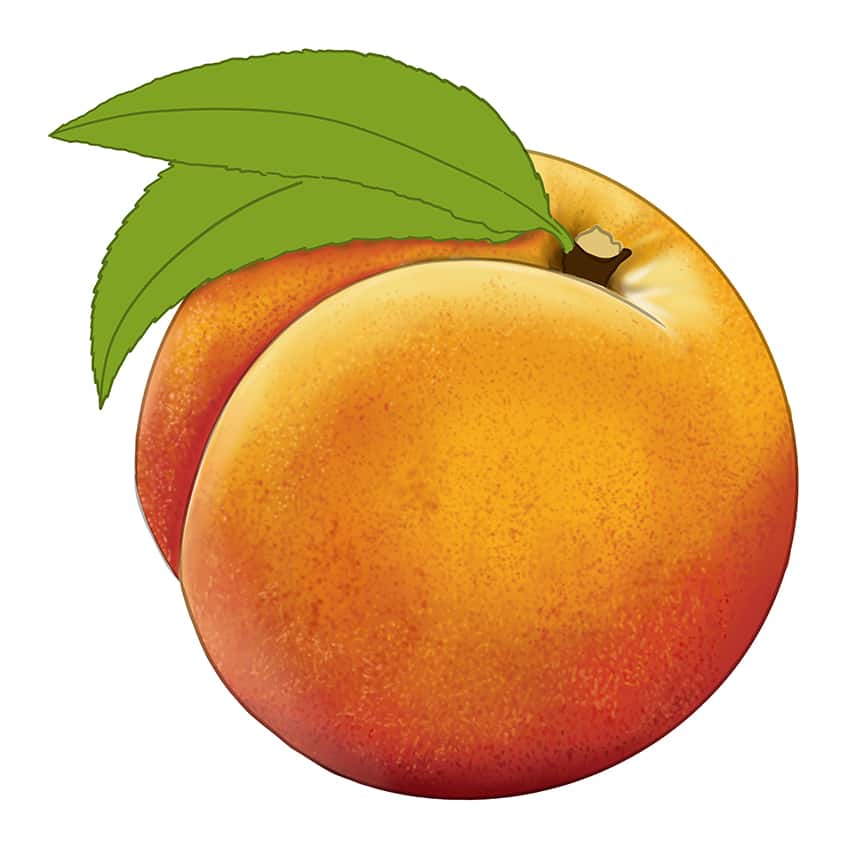 Peach Drawing 11