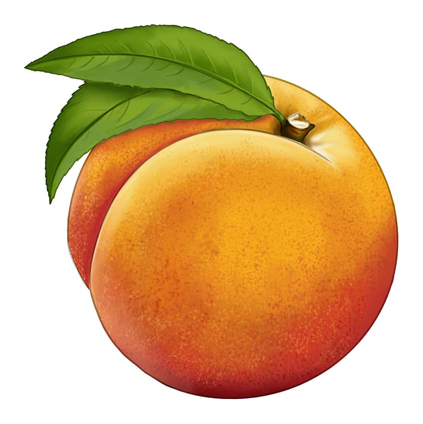 Peach Drawing 14