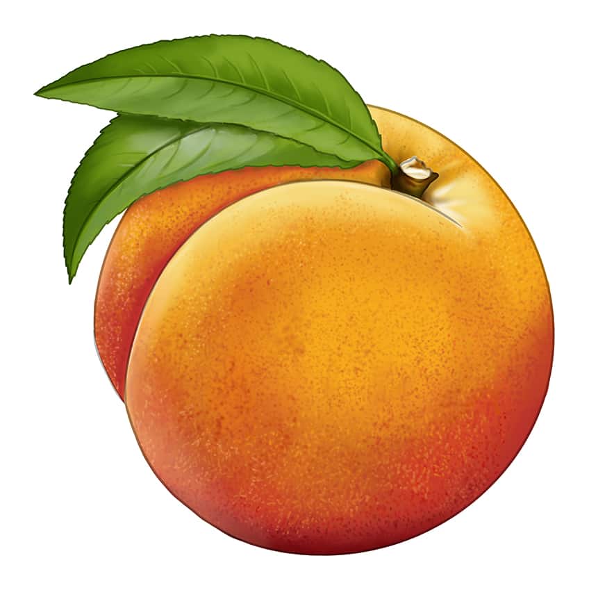 Peach Drawing 15