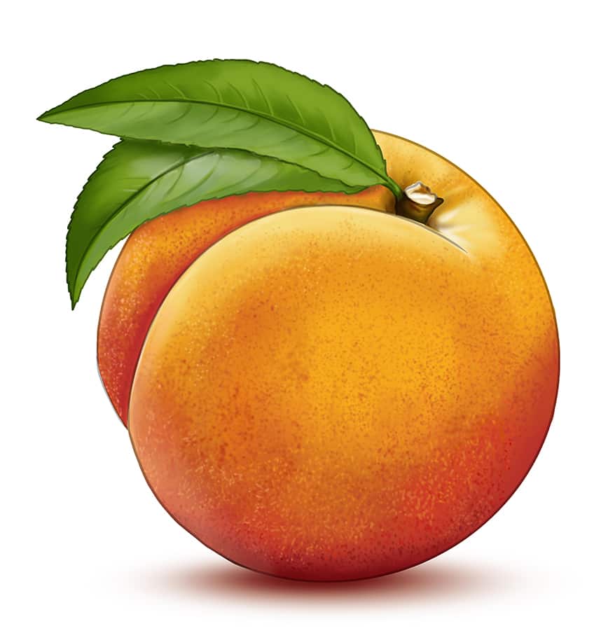 Peach Drawing 16