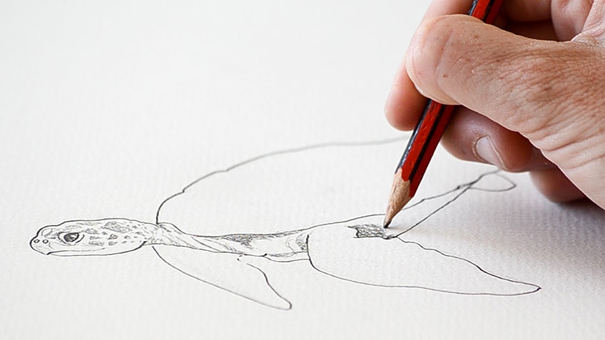 Sea Turtle Drawing 12