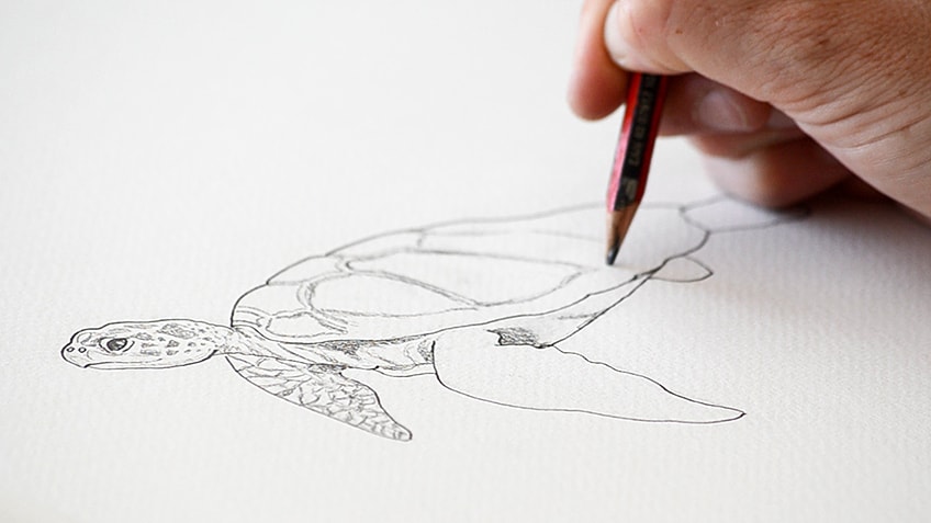 How to draw a TURTLE, Cute Little Turtle Drawing, Pencil Sketch