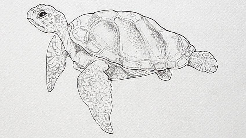 Sea Turtle Drawing 15