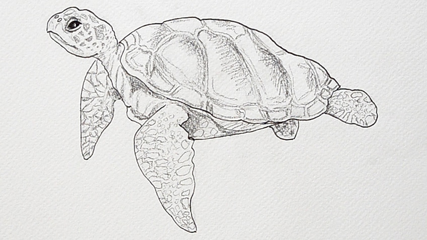 How To Draw A Turtle : Pencil Sketch : Turtle Drawing - YouTube