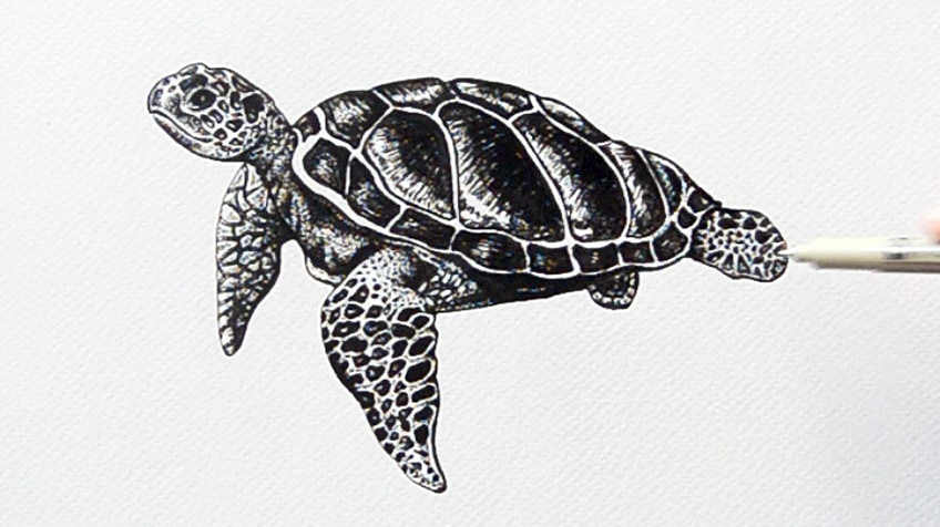 Sea Turtle Drawing 17