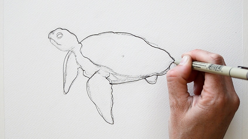 Sea Turtle Drawing 8