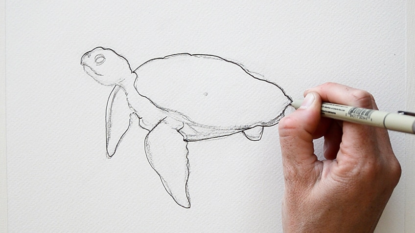 How to Draw a Sea Turtle : Easy Step-By-Step Tutorial