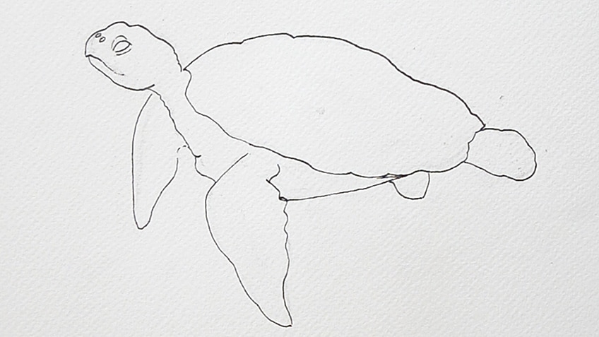 Learn How to Draw a Sea Turtle Swimming in the Ocean Step by Step