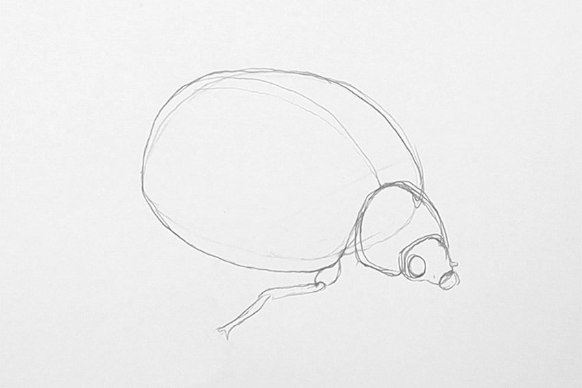 easy ladybug drawing 07