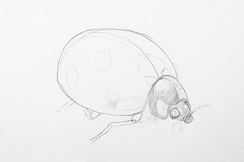 easy ladybug drawing 11