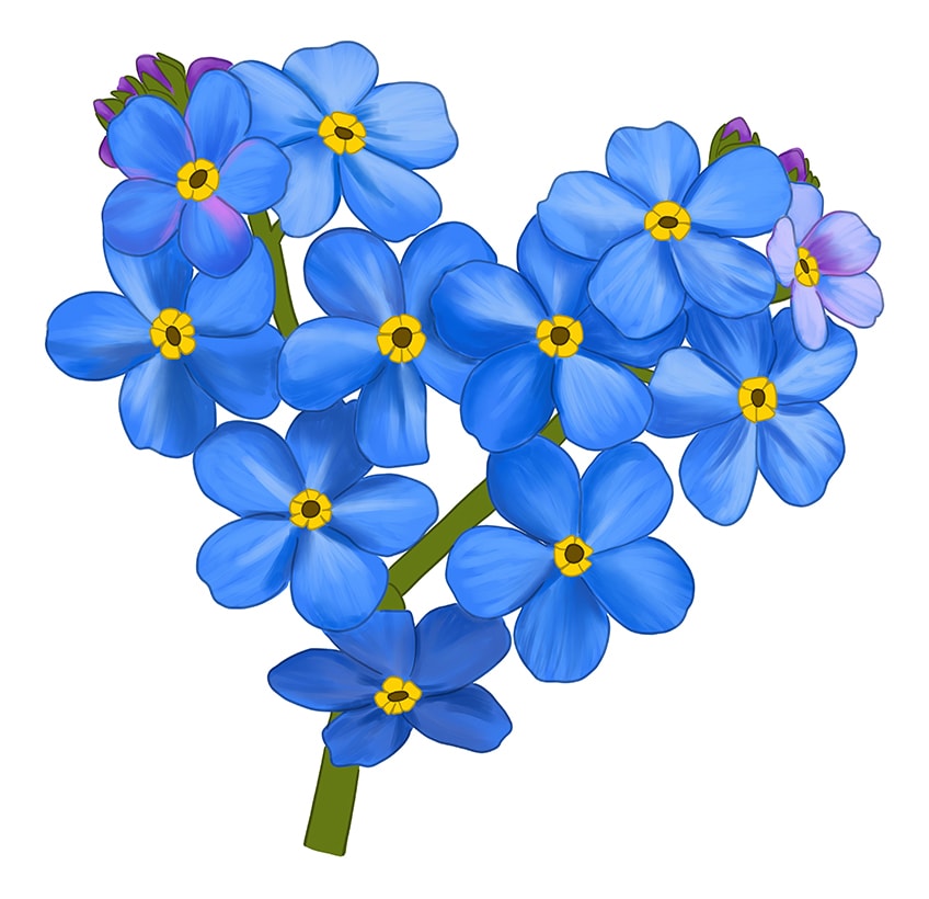 forget me not flower Drawing 10