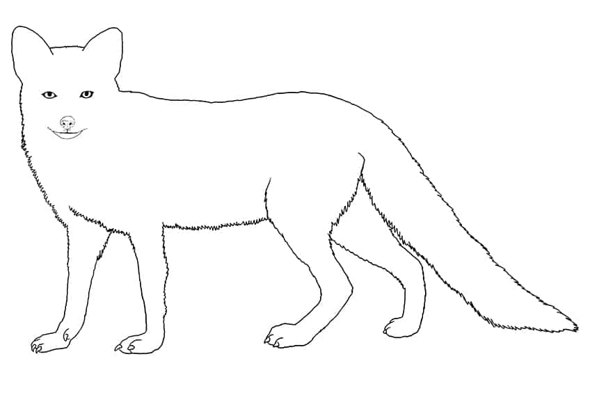 fox drawing 10