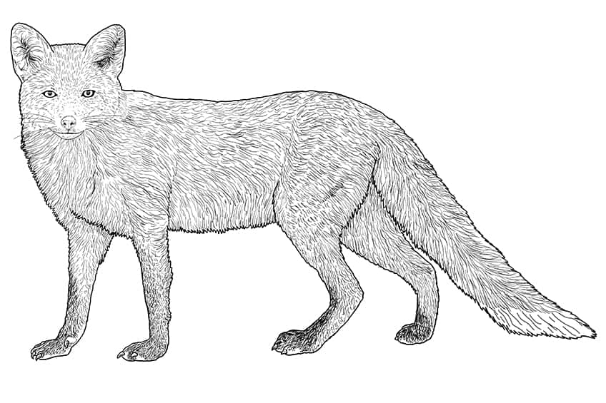 fox drawing 11