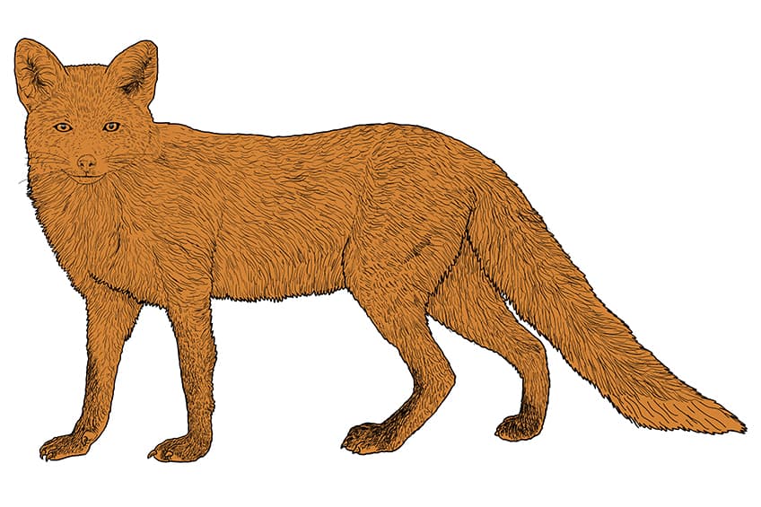 fox drawing 12