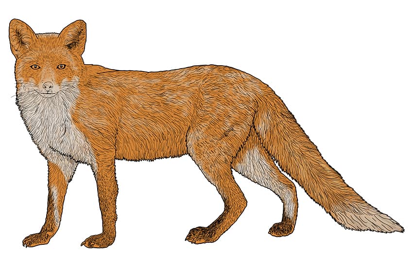 fox drawing 13