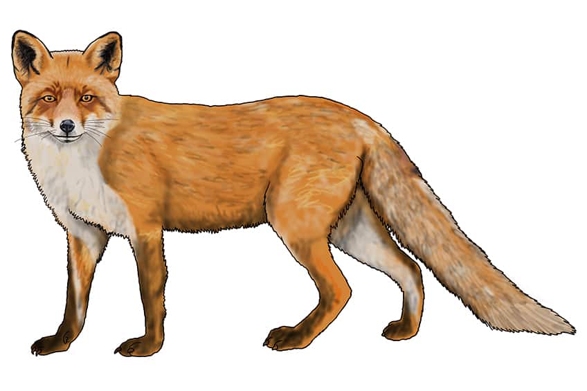 fox drawing 16