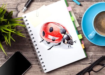 how to draw a ladybug