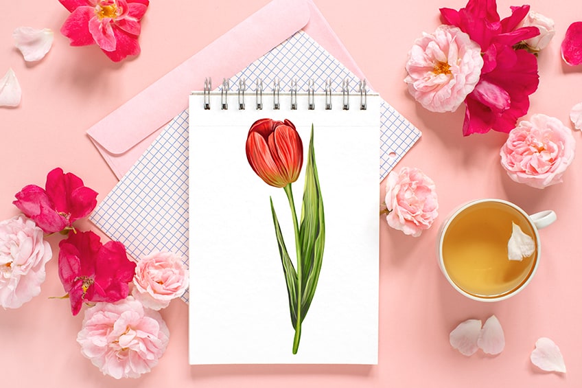 how to draw a tulip