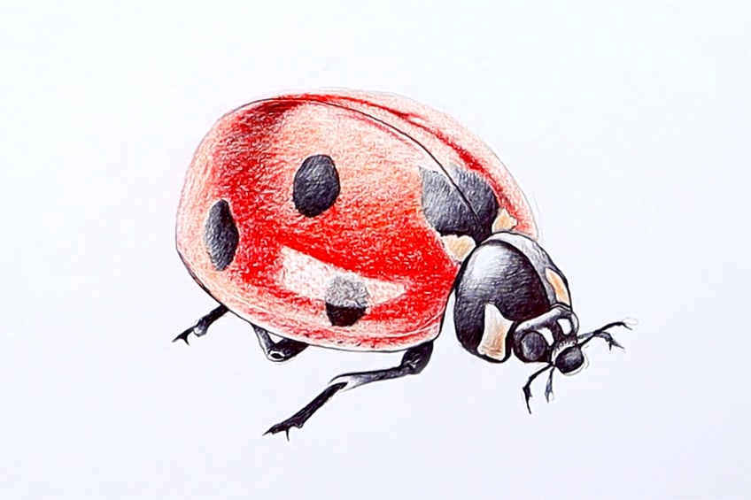 ladybug art 28