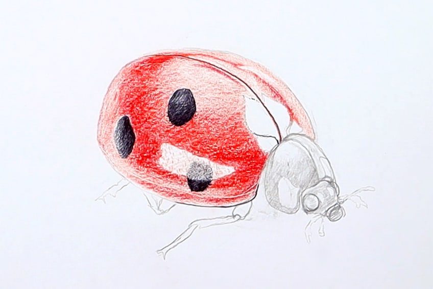 ladybug illustration 21