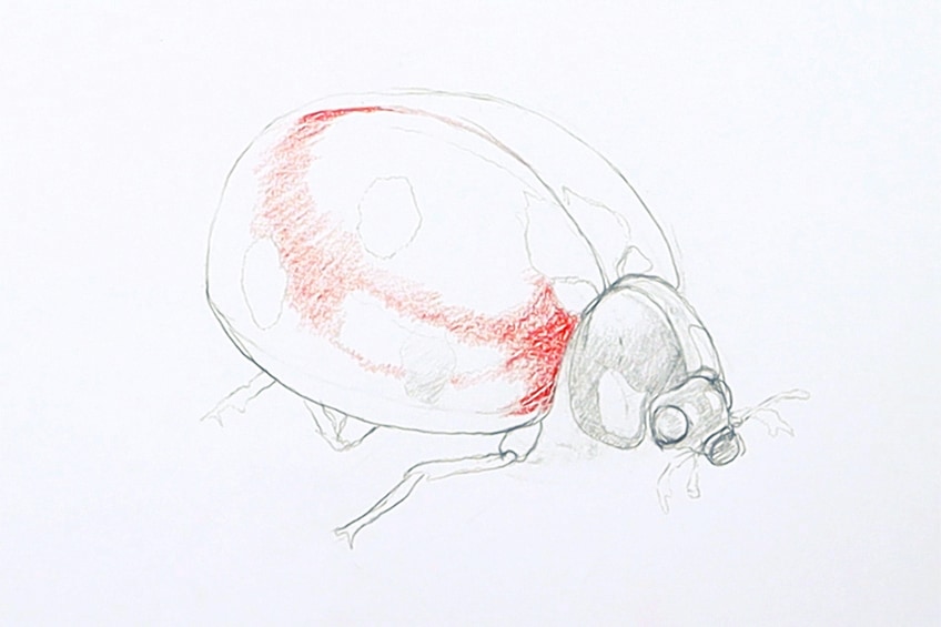ladybug sketch 12