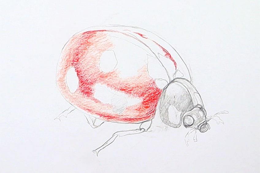 ladybug sketch 14