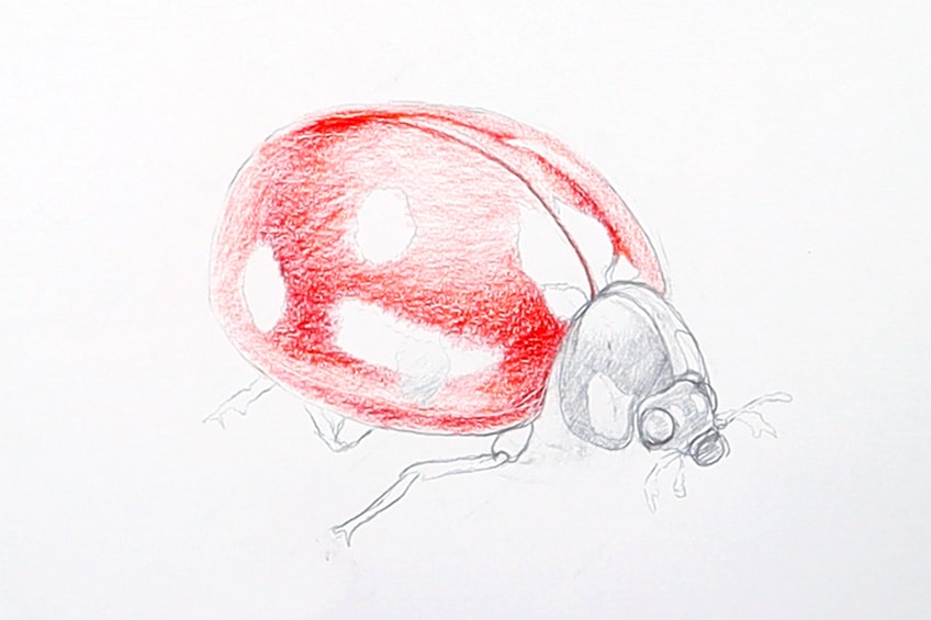 ladybug sketch 16