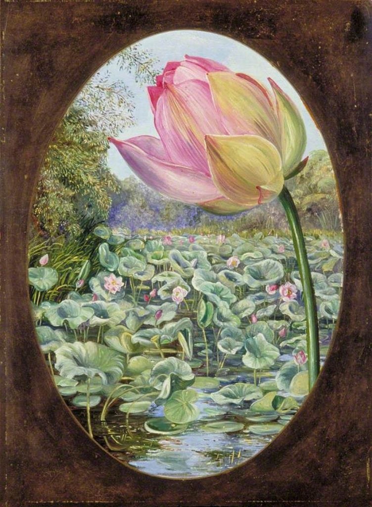 Botanical Illustration Art - Accurate Visual Depictions of Plants