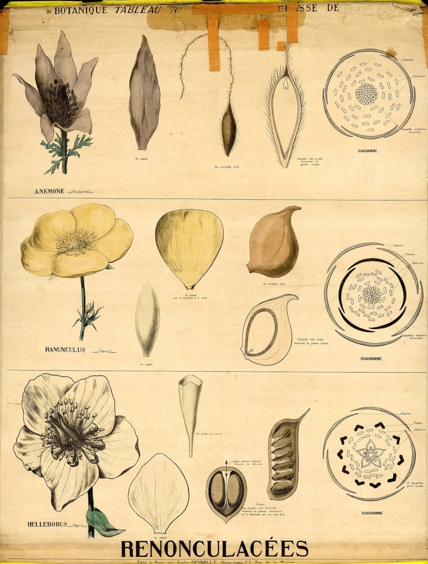 Botanical Sketches