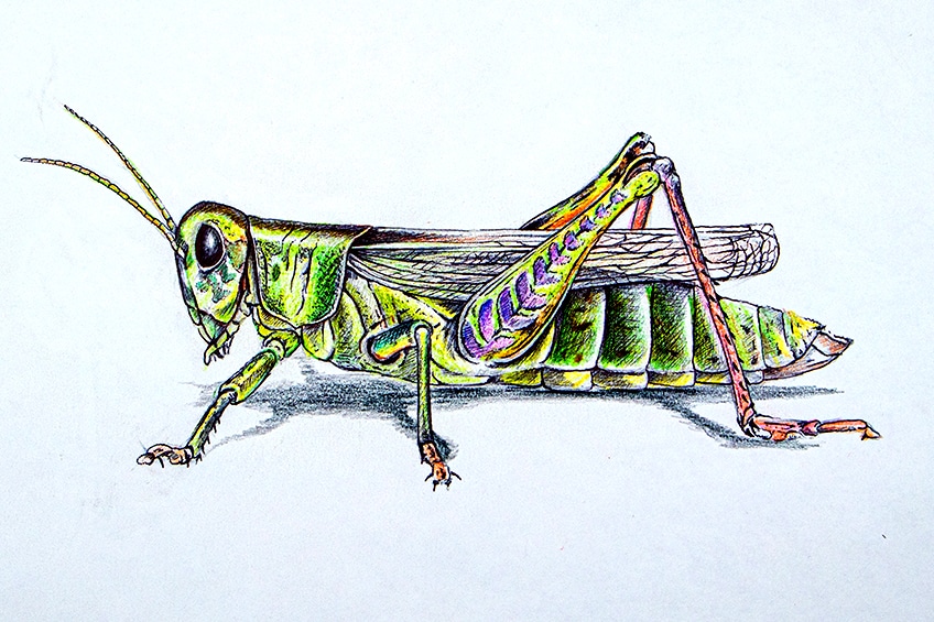 Completed Grasshopper Drawing