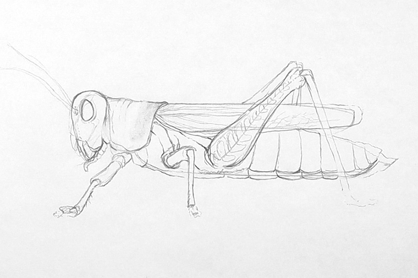 Easy Grasshopper Illustration 10